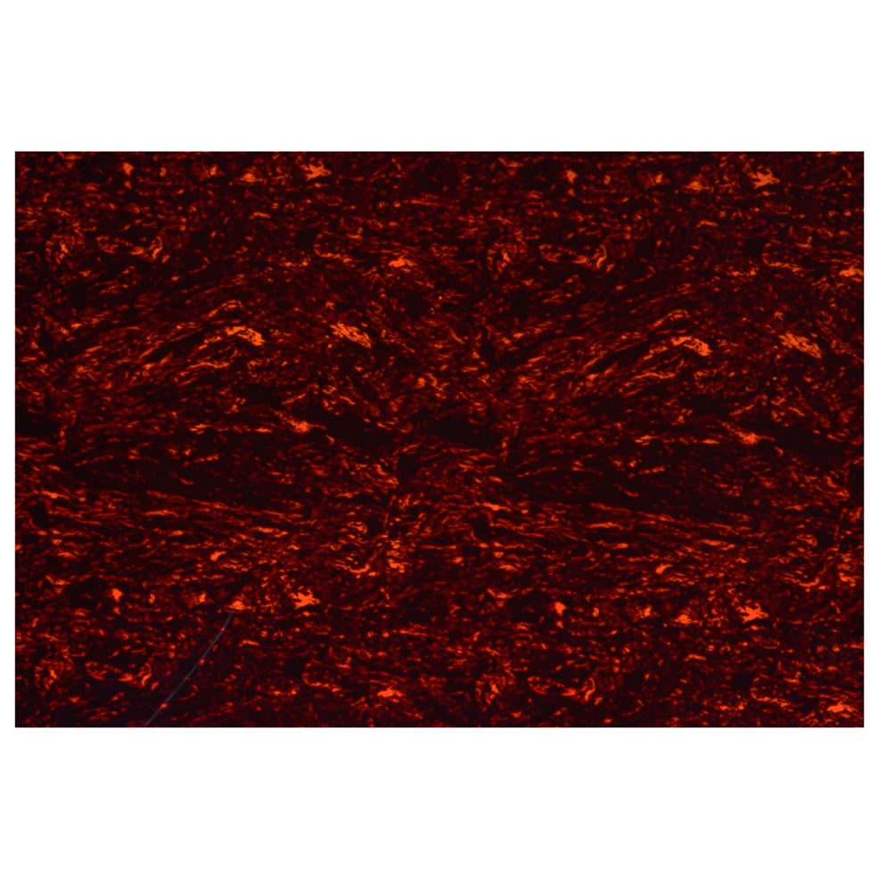 pickguard_sheet_290_440_tortoise_shell